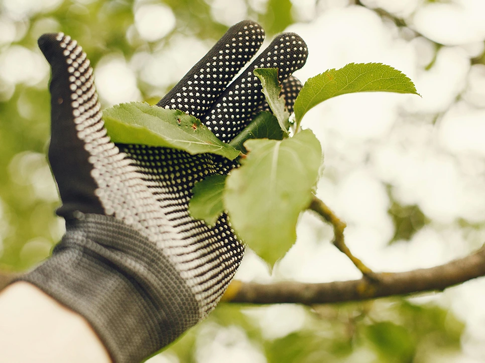 محلول پاشی در مرکبات