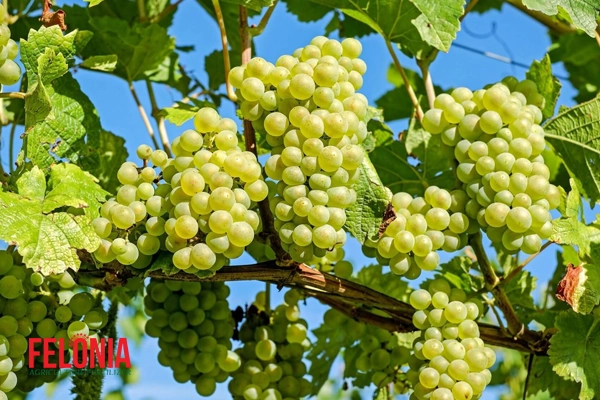 کاشت درخت انگور