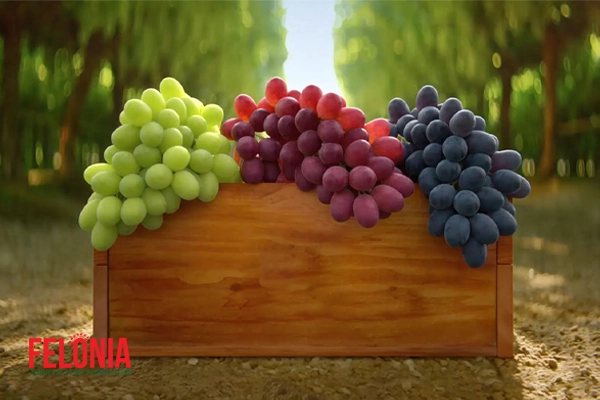 کوددهی انگور