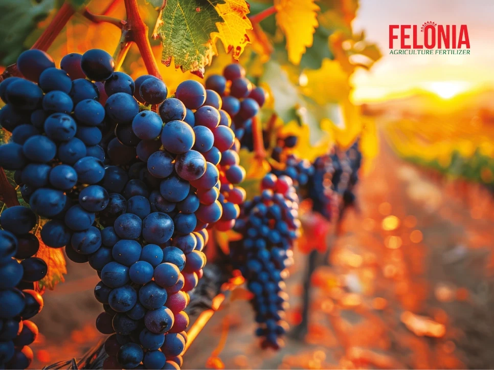 راهنمای تغذیه انگور