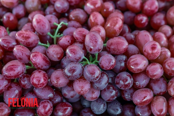 تغذیه انگور