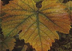 کمبود آهن در انگور