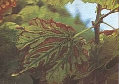 کمبود بور در انگور