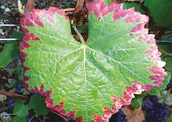 کمبود فسفر در انگور