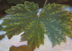 کمبود منگنز در انگور