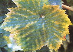 کمبود منیزیم در انگور