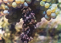 کمبود پتاسیم در انگور