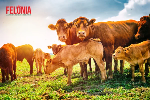 کود گاوی فلونیا